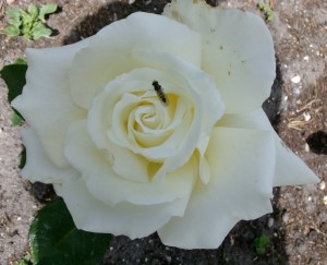 ICE CREAM (hybrid tea)